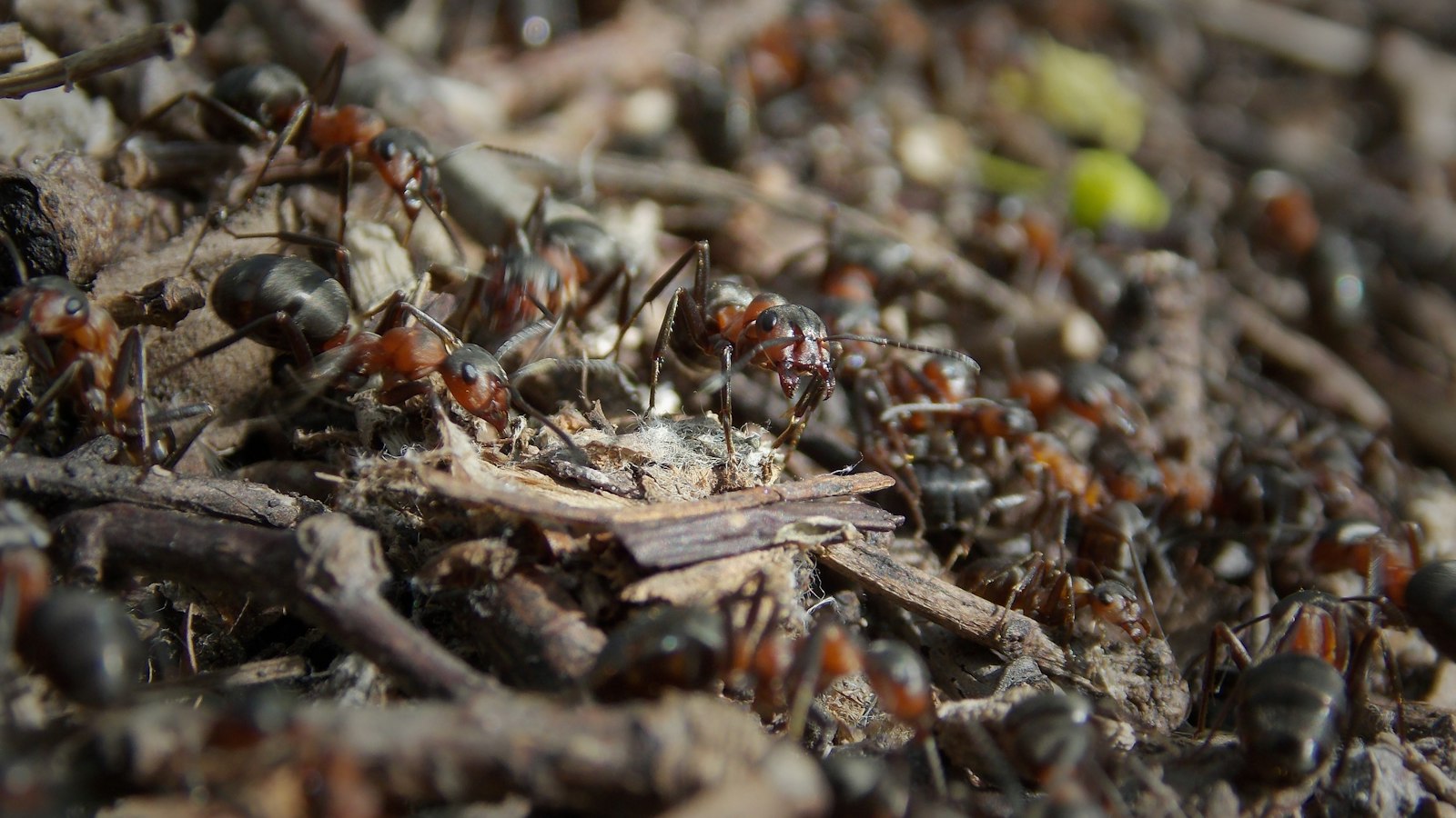 A close-up of many ants working in coordination, small units splitting one job between them